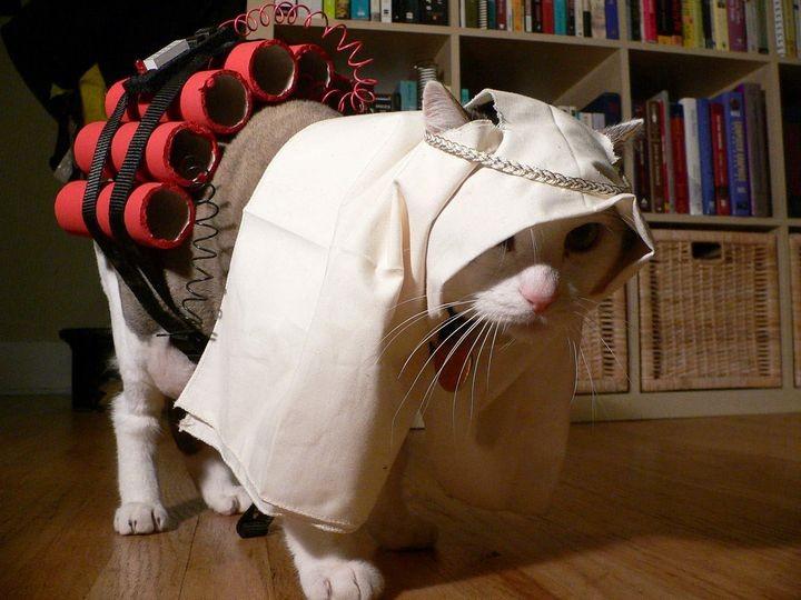 suicide-bomber-cat.jpg