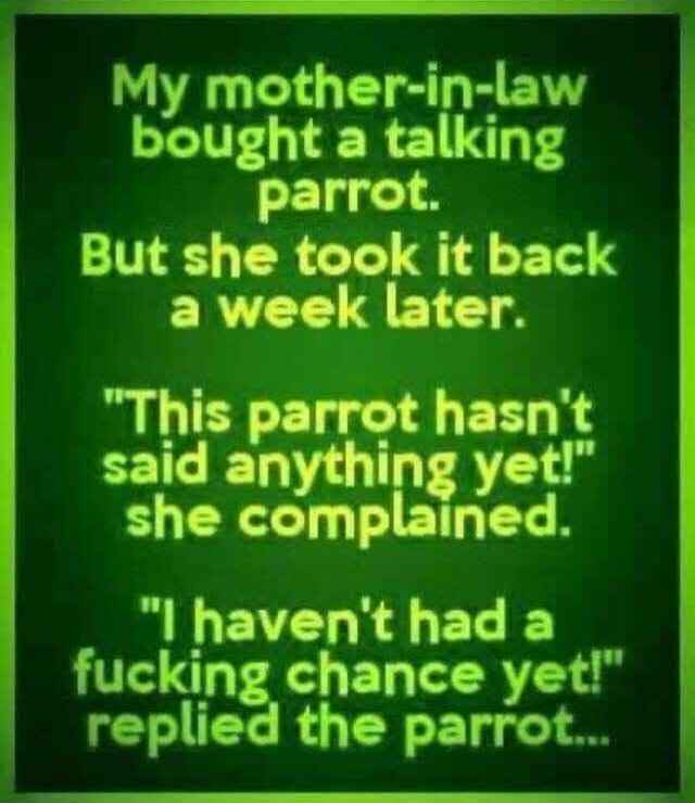 parrot.jpg