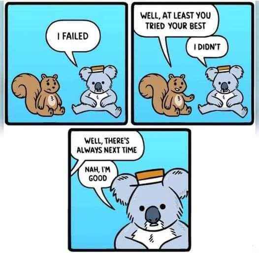 koala.jpg