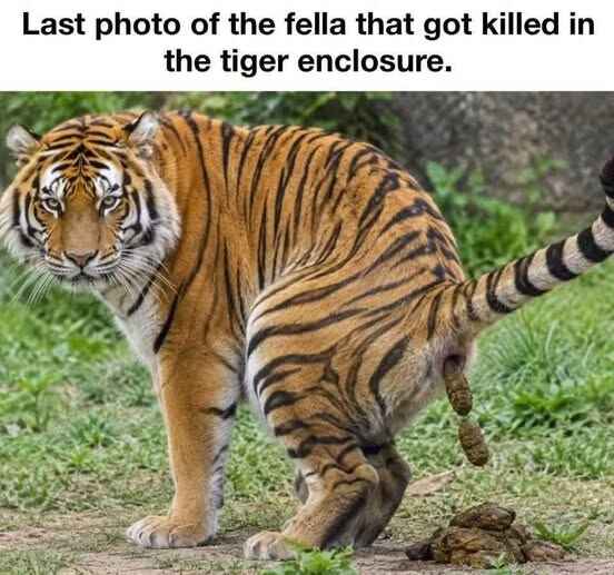 tiger.jpg