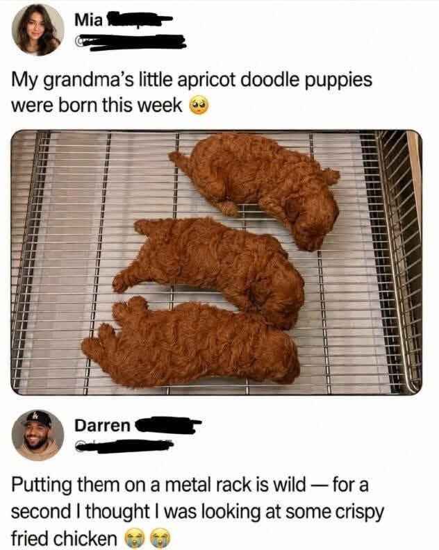 puppies.jpg