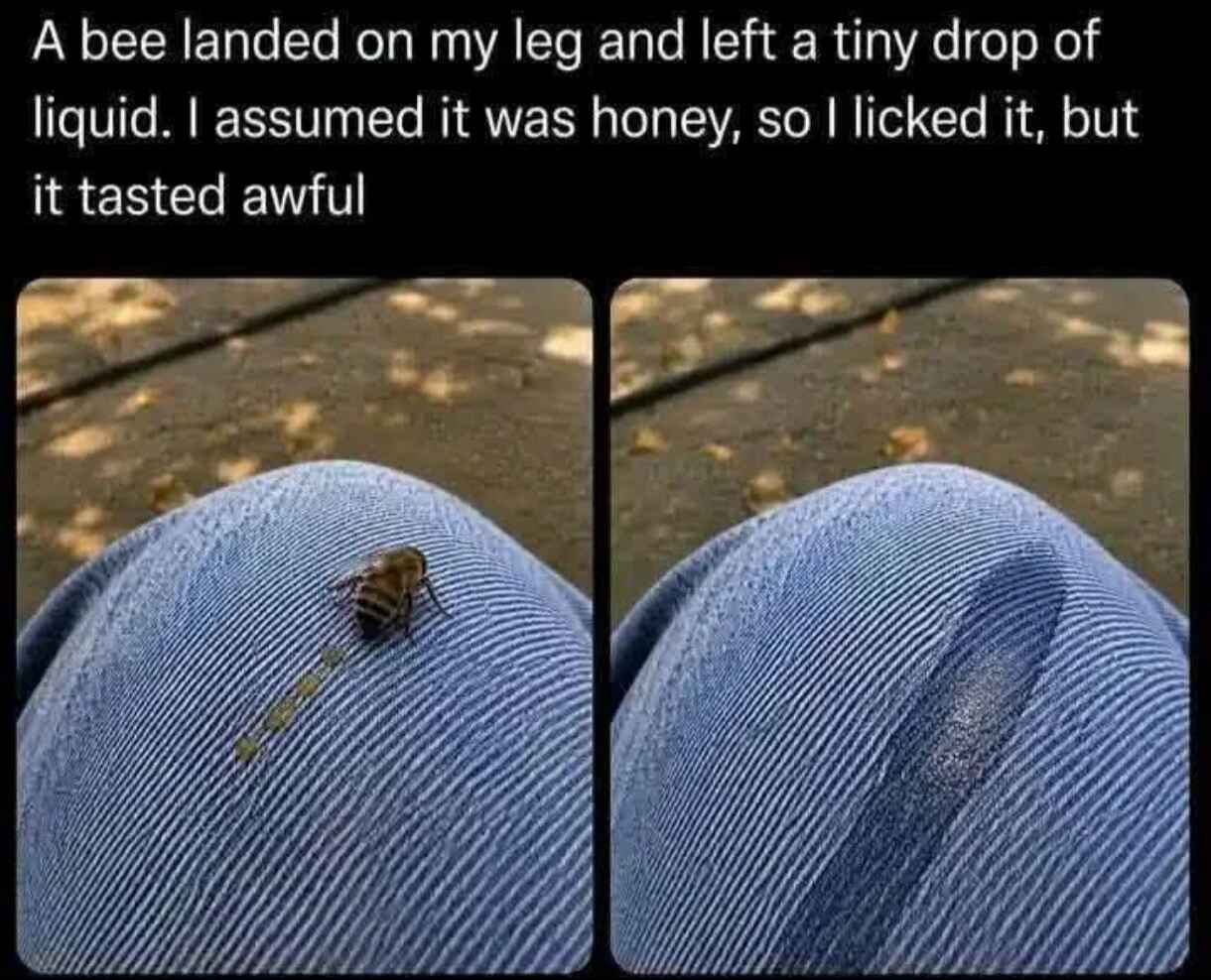 bee.jpg